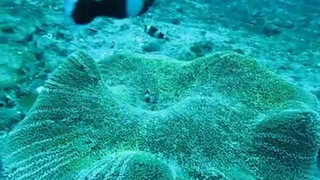 Colorful fish on the bottom of the ocean