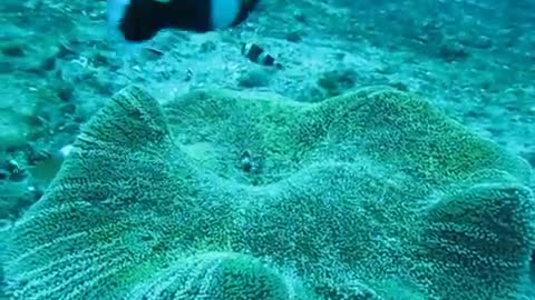 Colorful fish on the bottom of the ocean