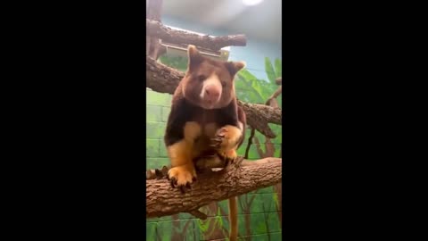 Cute Baby Animals Videos Compilation | Funny and Cute Moment of the Animals #29 Cutest Animals 2023