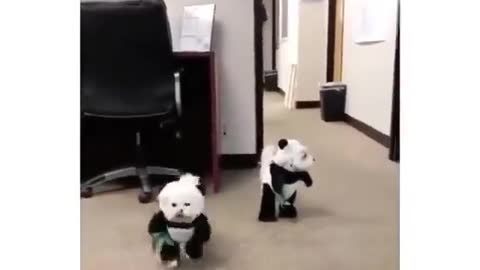 Here are dons dressed like pandas to cheer you and /or clam you down 😂😂#funny Videos