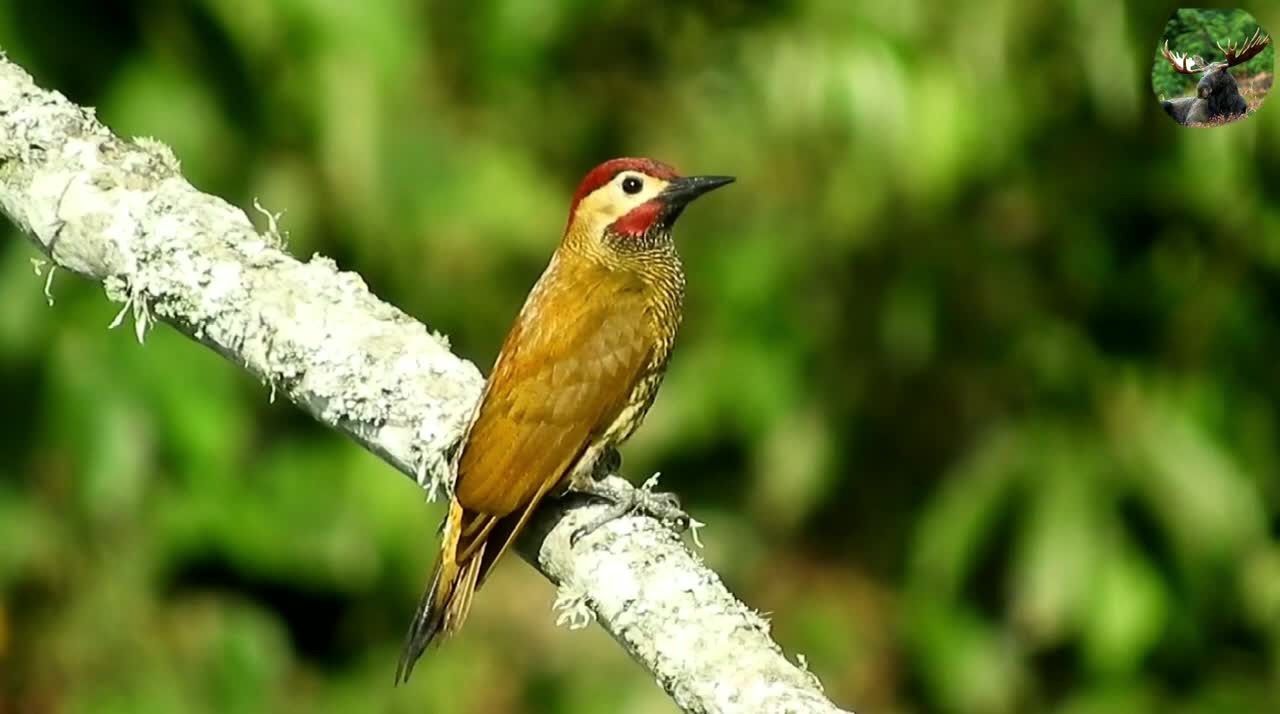 Nature and Bard animal video beautiful bird