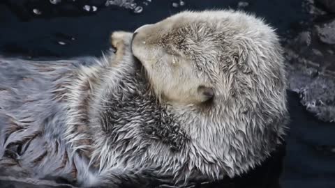 a cute otter swimming in the water