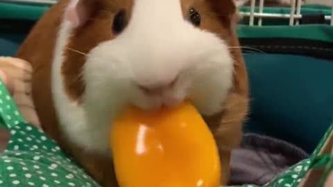 My foodie guinea pig has started a food journey again