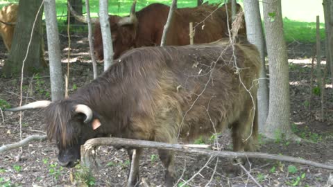 SUTHERLAND COWS