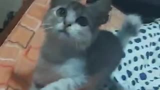 Cute cat loves to play