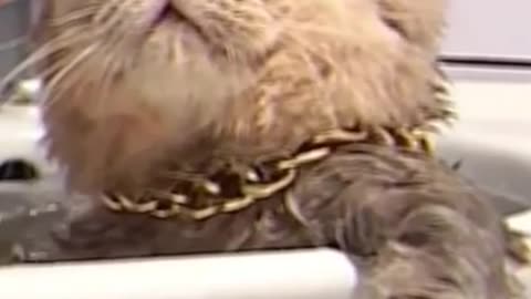 boss cat bathing in the bathtub , funny cat videos