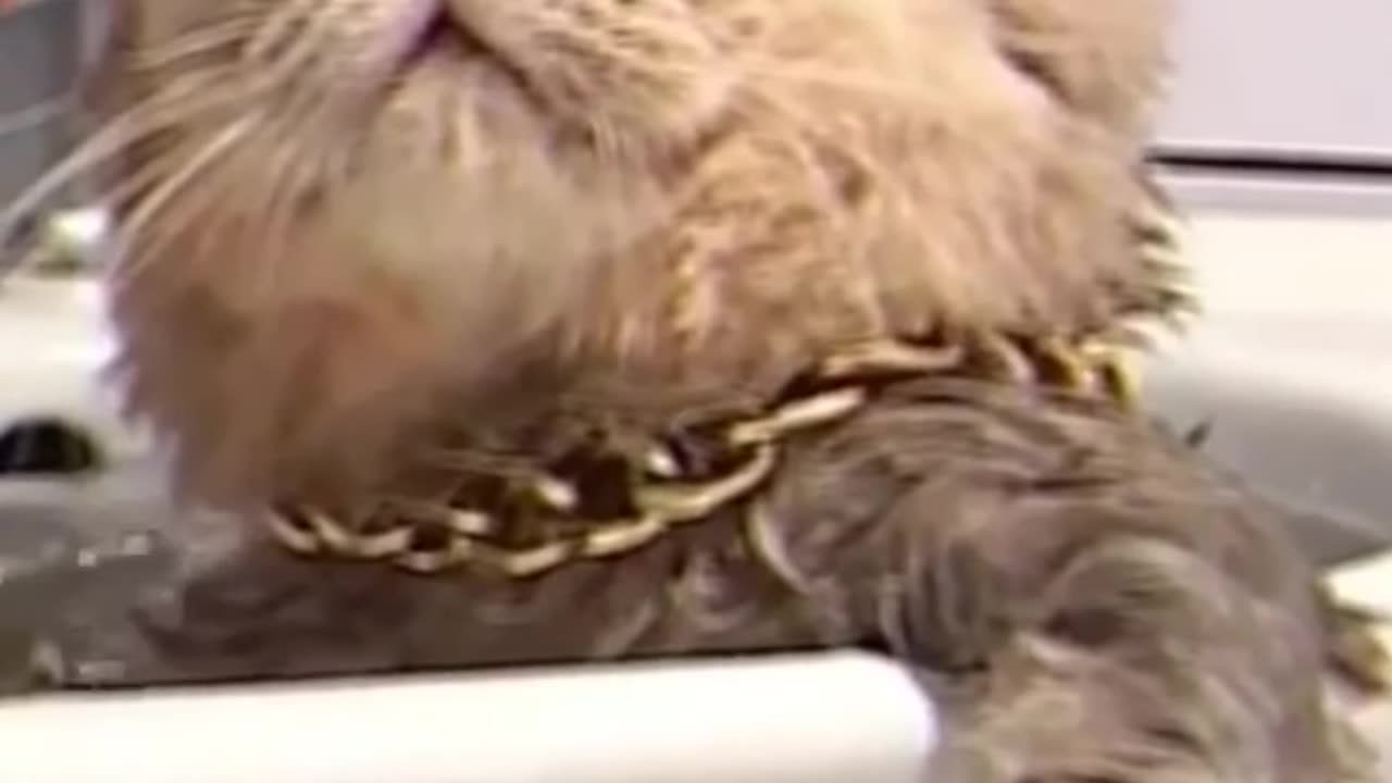 boss cat bathing in the bathtub , funny cat videos