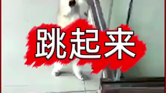 A dancing cat.The cat is cute.