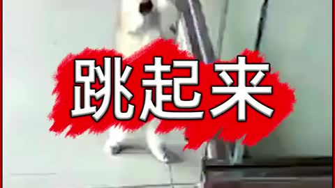 A dancing cat.The cat is cute.