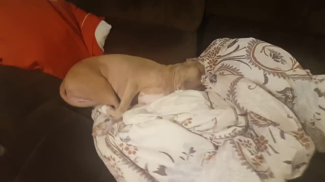 Puppy Spotted Falling asleep