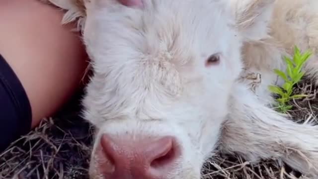 Blue sky and white clouds. I slept on the ground with the baby cow.