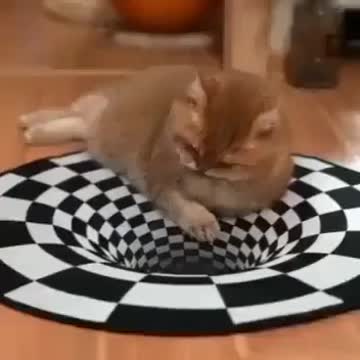 ΣΤΟ ΜΕΤΑΞΥ Ο ΓΑΤΟΣ ΑΡΑΧΤΟΣ