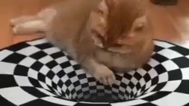 ΣΤΟ ΜΕΤΑΞΥ Ο ΓΑΤΟΣ ΑΡΑΧΤΟΣ