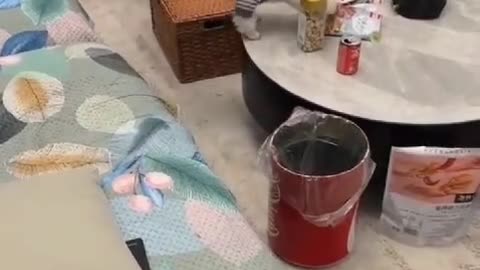 Dogs funny moment