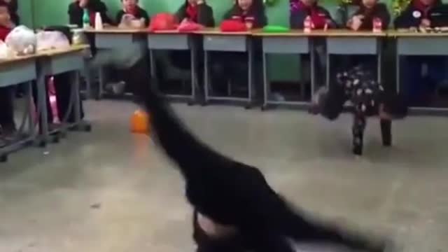 nothing better than them in fighting dance