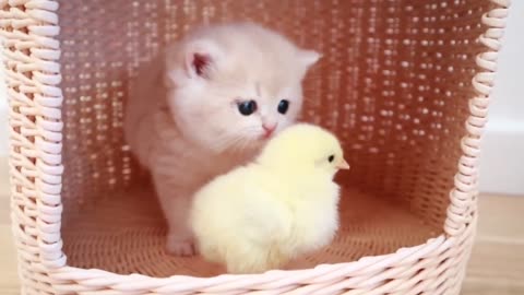 Love of a Chick and a Kitten | Cute Kitten Video | Cute Chick Video