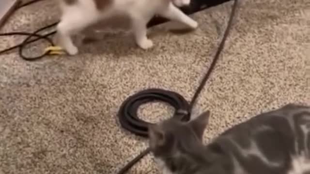 Funny videos