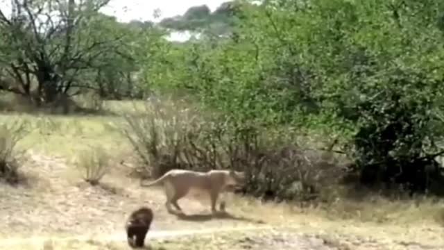 Baboons chase away lions and keep chasing lions