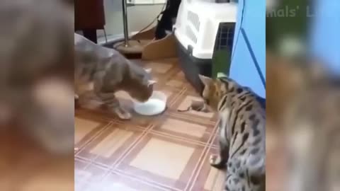 Animal Life