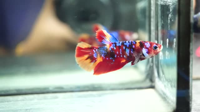 Fish Male Fancy Metallic Blue SUPER Galaxy Red Nemo