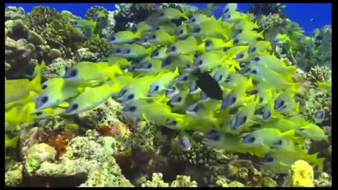 Relaxing Piano Music, Relaxing Music, Meditation, Piano Music, Sleep Music