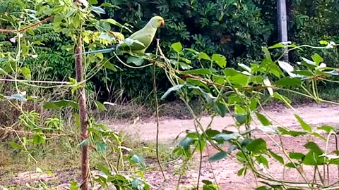 Parrot eat long beans in my garden