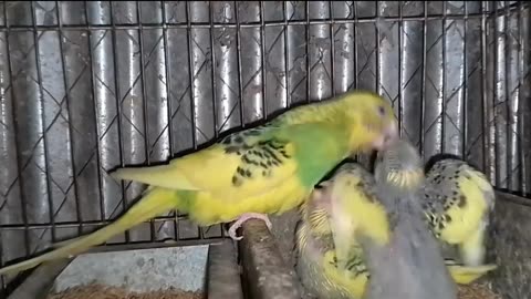 Viral birds funny viral video