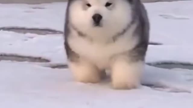 Alaskan Malamute Puppy In Snow _shorts