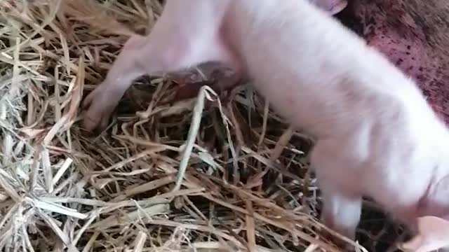 newborn piglets