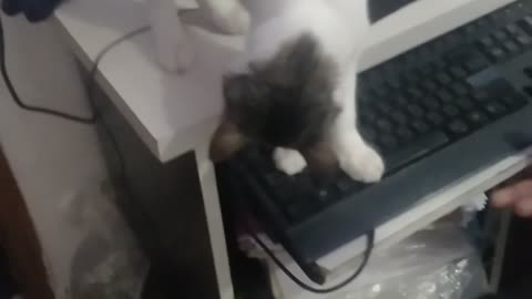 Naughty kitten🐱 playing with my father computer💻