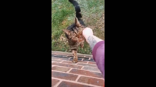 Funny Animals Video Tik Tok 2021