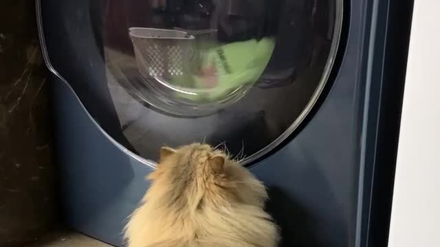 Persian cat chases laundry