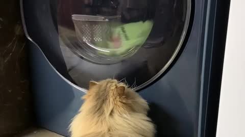 Persian cat chases laundry