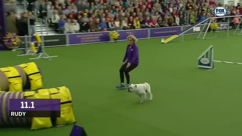 Watch Rudy the Bulldog crush the 2019 WKC Masters Agility course |