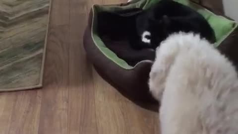 White dog taking away blanket from cat