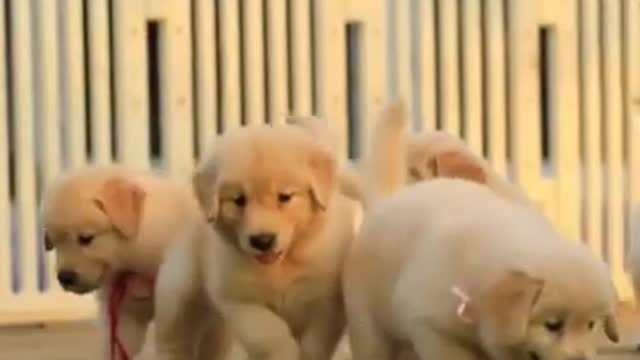 Cutest_moment_Captured_ever_of_golden_retriever puppies