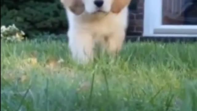 Cute little puppy walking on grass like a boss