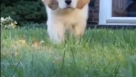 Cute little puppy walking on grass like a boss