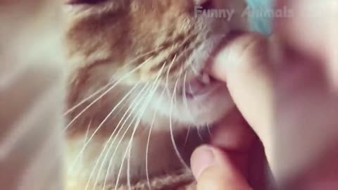 Best Funny Cat Videos That Will Make You Laugh All Day Long 😂😹