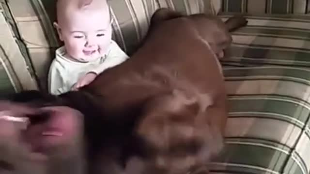 Perro y bebé comparten hermoso momento juntos