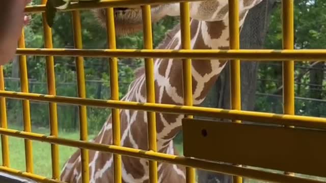 Giraffes are eating delicious grass