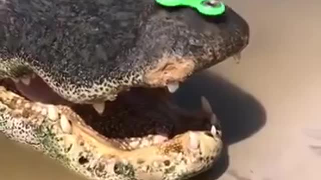 Fearless Guy Pulls A Risky Move And Sets a Fidget Spinner On A Scary-Looking Alligator!!