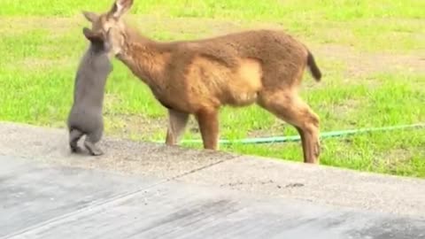 A Real Life Bambi And Thumper #shorts #shortvideo#video #virals #videoviral