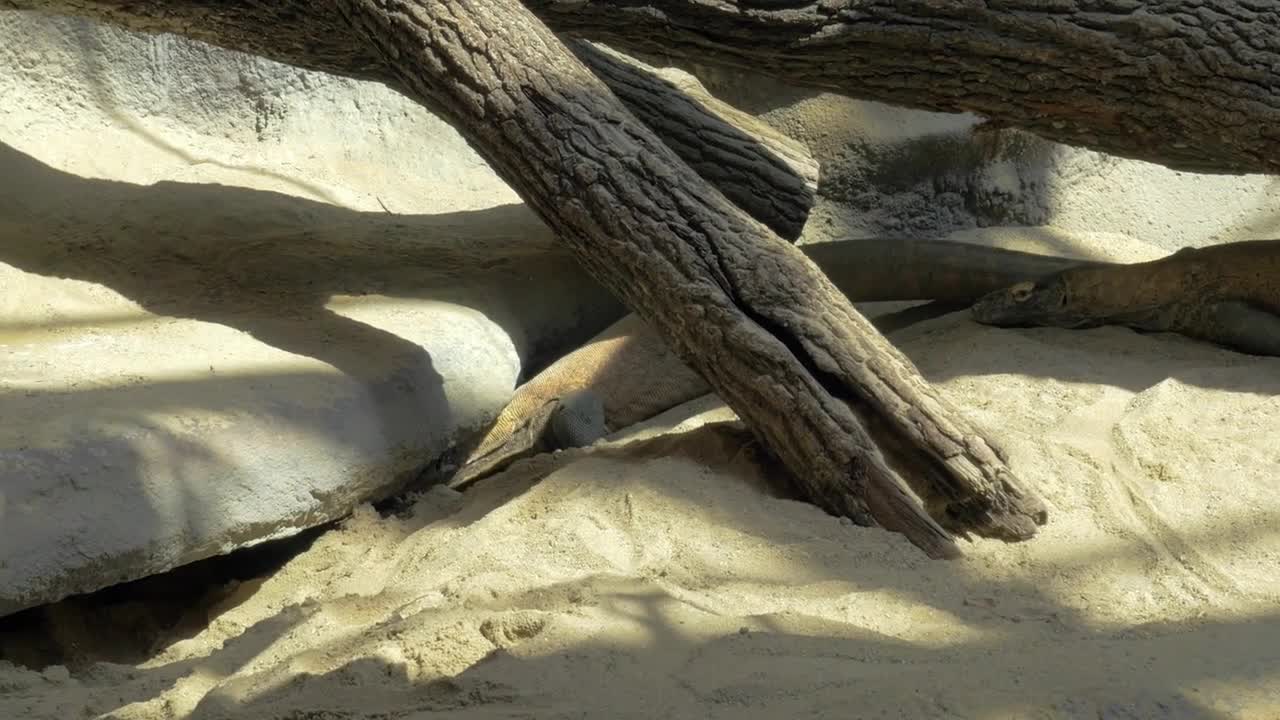 Komodo dragon hiding in stone cavern in the zoo. It is the largest living species of lizard