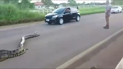 Anaconda crosses road in Brazil May 2021
