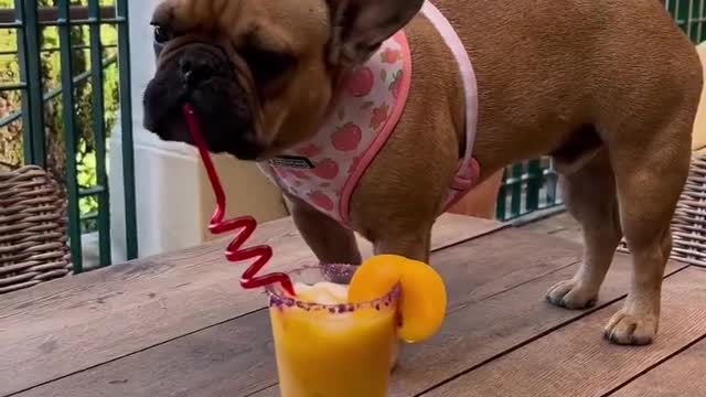 Funny Chef Dog Makes Smoothies! Funny Dog