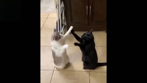 TikTok Pets😀 Funny and Cute