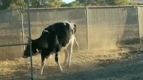 A Cow is Strangely Agitated.