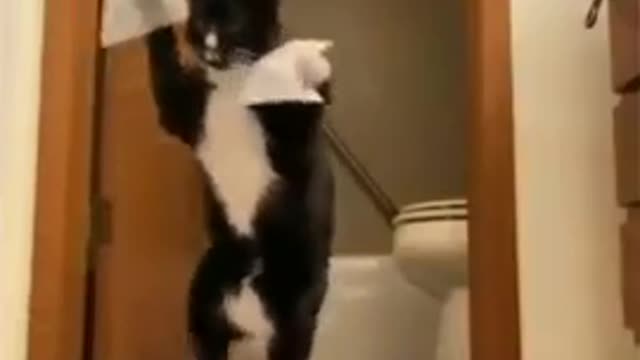Cute Cat Video 2022 π - Cat best funny moments πΊ #06