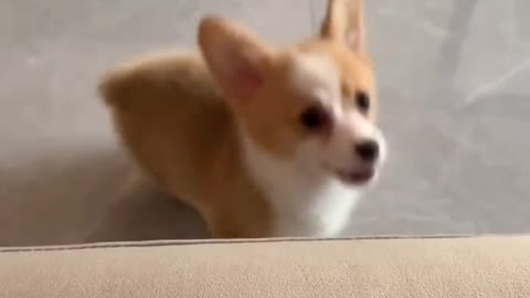 My pet is so cute